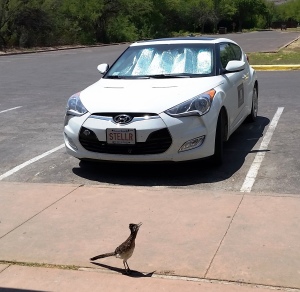 Road Runner. Closed Canyon, Big Bend Ranch State Park; (c) RVLuckyOrWhat.com