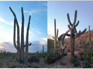 RVLuckyOrWhat.com: Fun with cactus